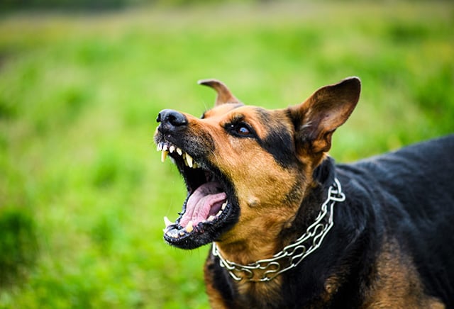 I was bitten by a dog in Texas. What can I do? | Justinian & Associates I was bitten by a dog in Texas. What can I do? | Justinian & Associates
